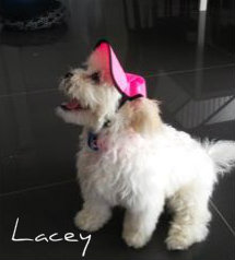 dog-hat-364-lacey-hot-pink.jpg